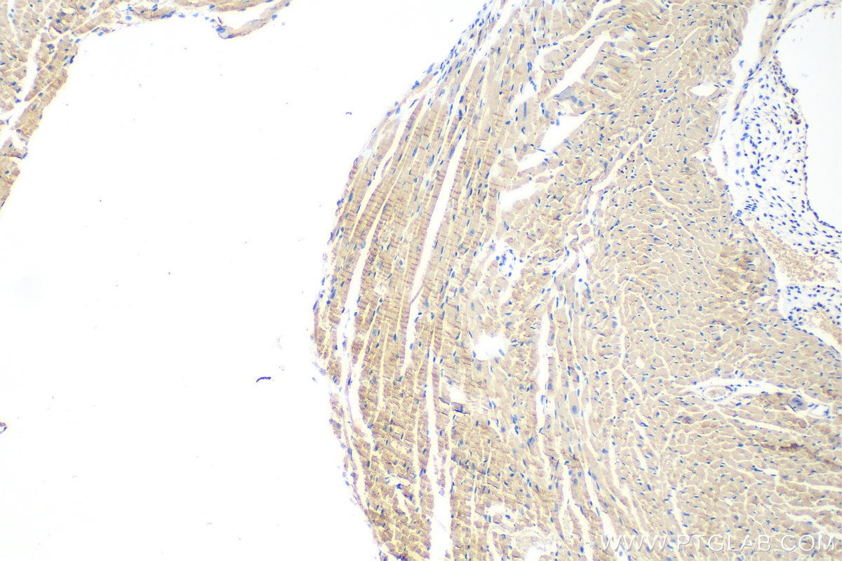 IHC staining of mouse heart using 83052-5-RR