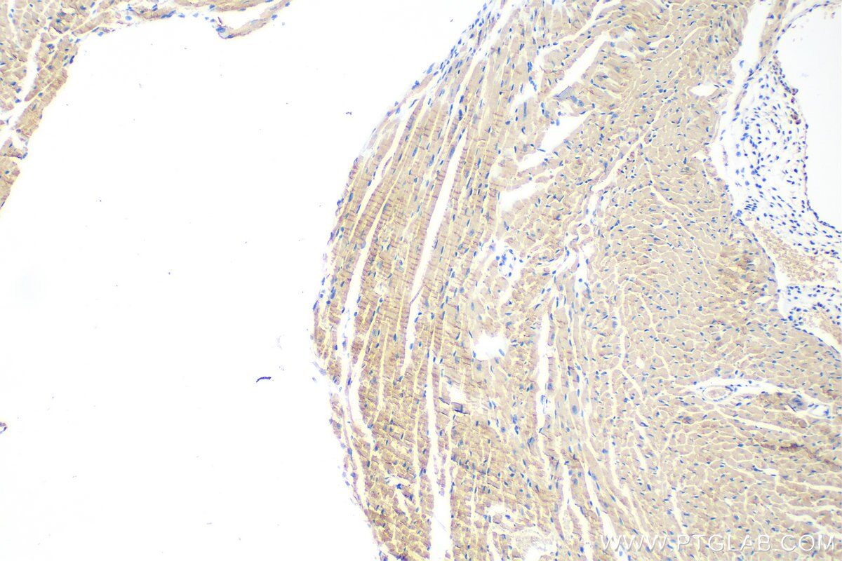 Immunohistochemistry (IHC) staining of mouse heart tissue using SURF1 Recombinant antibody (83052-5-RR)