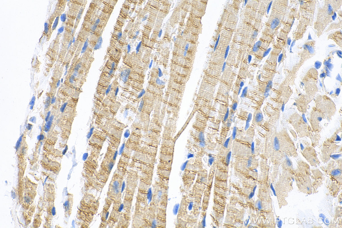 Immunohistochemistry (IHC) staining of mouse heart tissue using SURF1 Recombinant antibody (83052-5-RR)