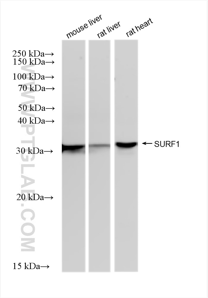Western Blot (WB) analysis of various lysates using SURF1 Recombinant antibody (83052-6-RR)