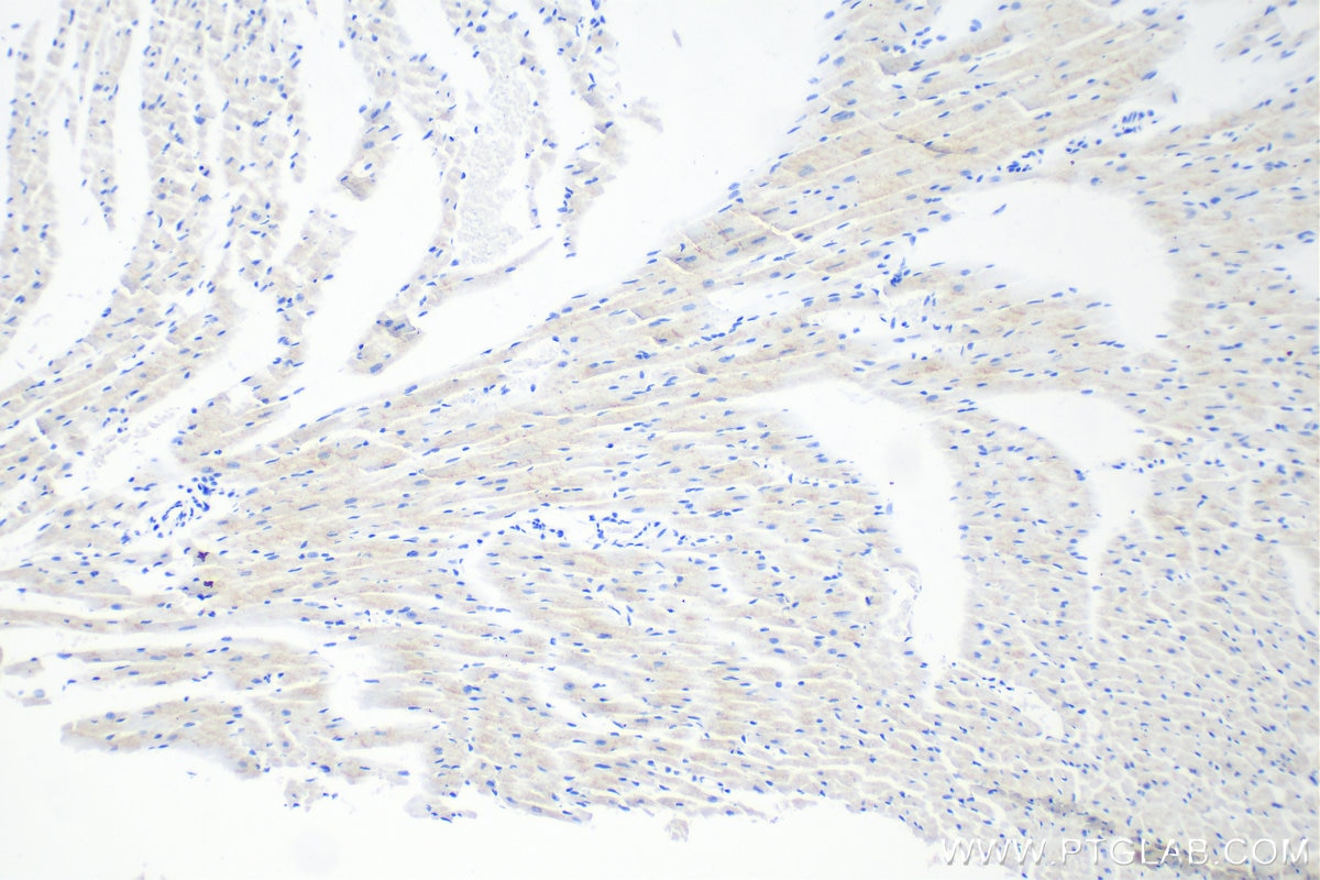 IHC staining of mouse heart using 83052-7-RR