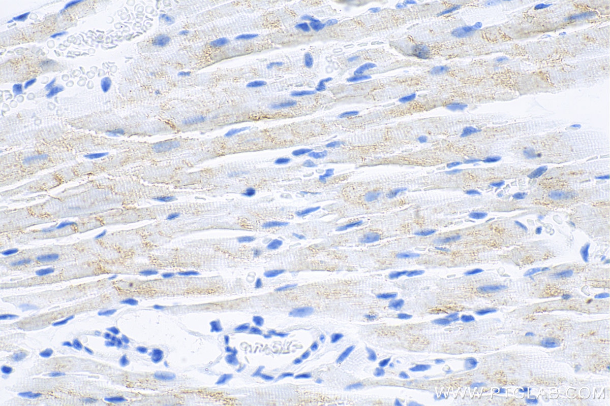 IHC staining of mouse heart using 83052-7-RR