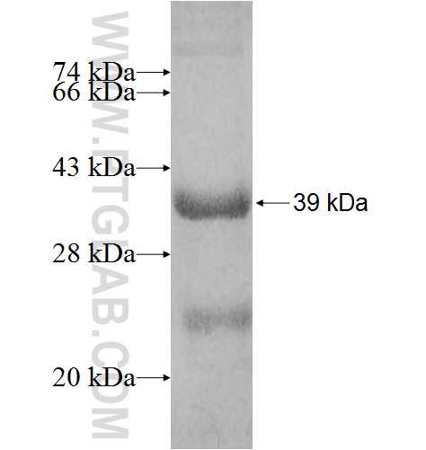 SURF1 fusion protein Ag8011 SDS-PAGE