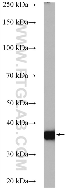 WB analysis of BxPC-3 using 16522-1-AP