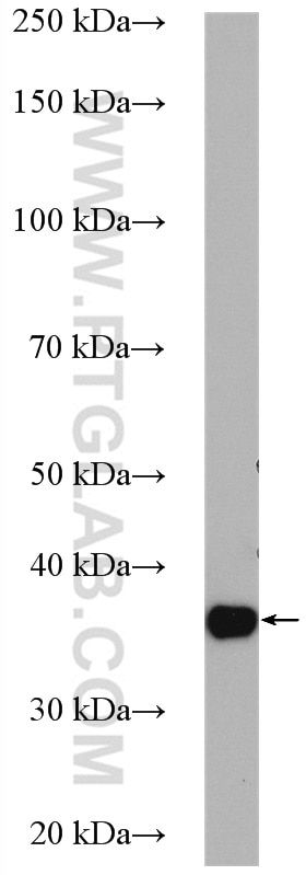 Western Blot (WB) analysis of COLO 320 cells using SURF2 Polyclonal antibody (16522-1-AP)