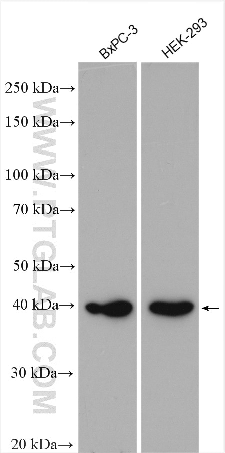 Western Blot (WB) analysis of various lysates using SURF2 Polyclonal antibody (16522-1-AP)