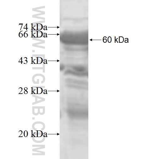 SURF2 fusion protein Ag9745 SDS-PAGE