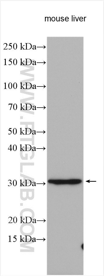 Western Blot (WB) analysis of various lysates using SURF4 Polyclonal antibody (11599-1-AP)