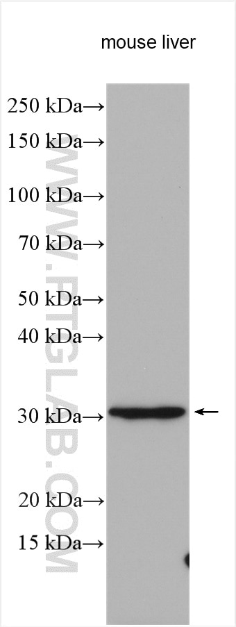 Western Blot (WB) analysis of various lysates using SURF4 Polyclonal antibody (11599-1-AP)