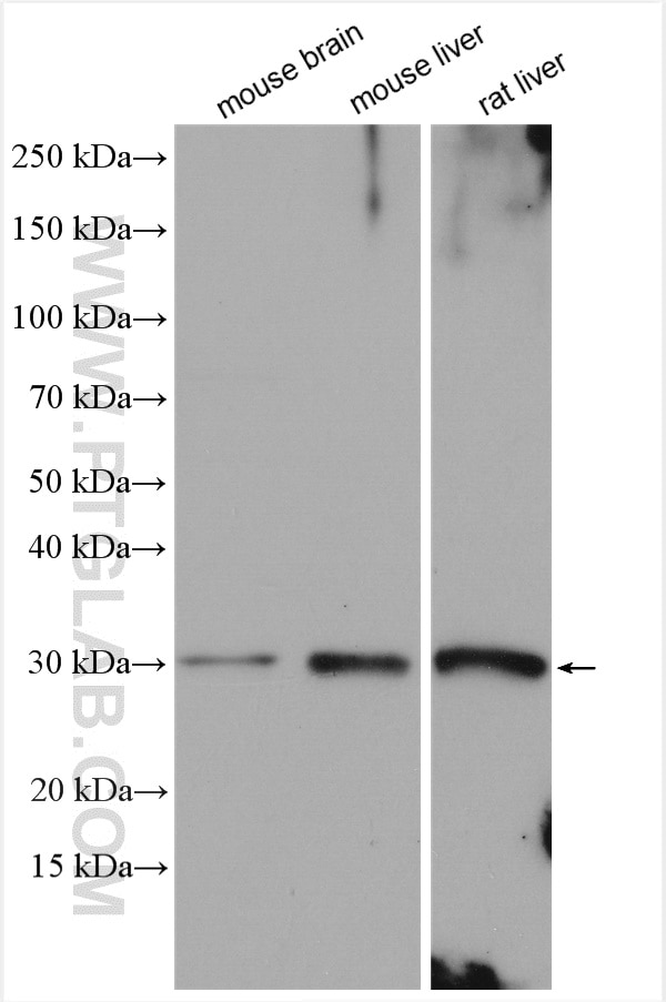 Western Blot (WB) analysis of various lysates using SURF4 Polyclonal antibody (11599-1-AP)