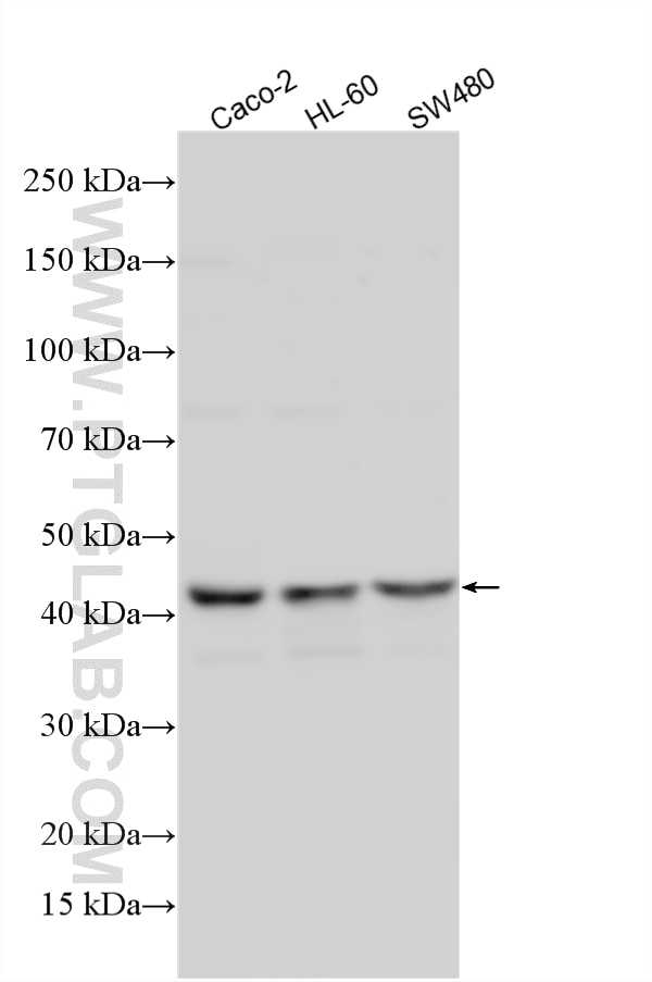 Western Blot (WB) analysis of various lysates using SURF6 Polyclonal antibody (33693-1-AP)