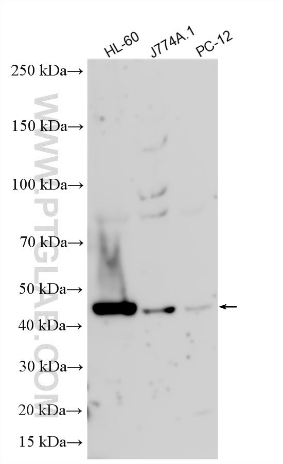 WB analysis using 33693-1-AP (same clone as 33693-1-PBS) Western Blot (WB) analysis of various lysates using SURF6 Polyclonal antibody (33693-1-AP)