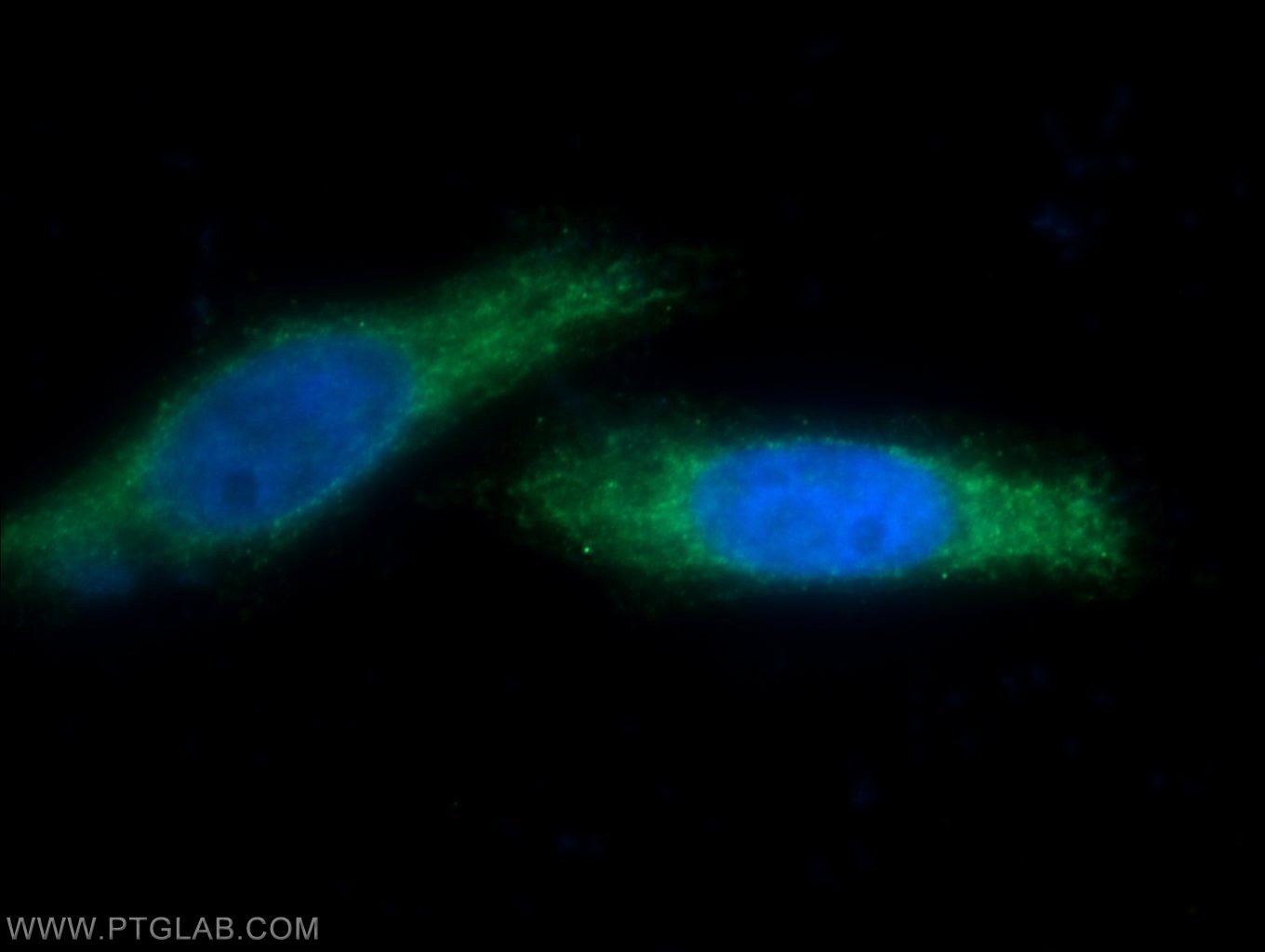 SURVIVIN Polyclonal antibody