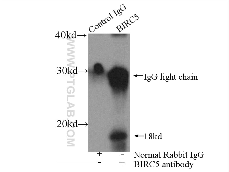 Immunoprecipitation (IP) experiment of Jurkat cells using SURVIVIN Polyclonal antibody (10508-1-AP)