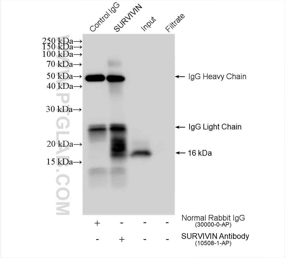 Immunoprecipitation (IP) experiment of U2OS cells using SURVIVIN Polyclonal antibody (10508-1-AP)