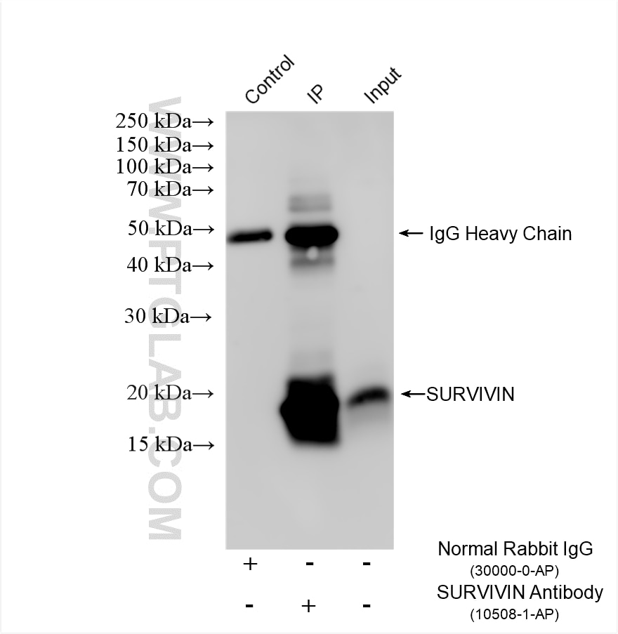 IP result of anti-SURVIVIN (IP:10508-1-AP, 5ug; Detection:10508-1-AP 1:1500) with Jurkat cells lysate 1800 ug. Immunoprecipitation (IP) experiment of Jurkat cells using SURVIVIN Polyclonal antibody (10508-1-AP)