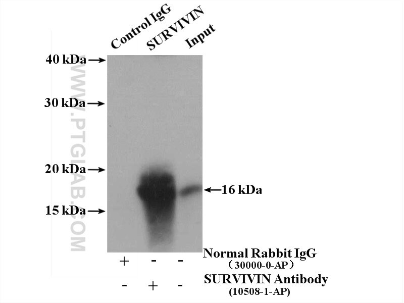 Immunoprecipitation (IP) experiment of U2OS cells using SURVIVIN Polyclonal antibody (10508-1-AP)