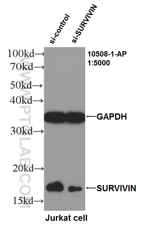 Western Blot (WB) analysis of Jurkat cells using SURVIVIN Polyclonal antibody (10508-1-AP)