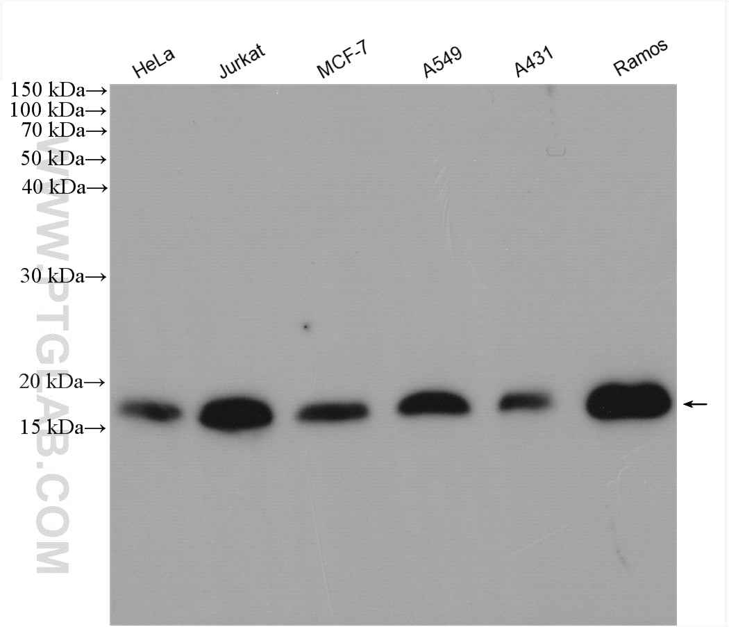 Western Blot (WB) analysis of various lysates using SURVIVIN Polyclonal antibody (10508-1-AP)