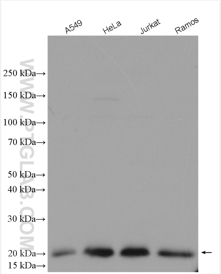 Western Blot (WB) analysis of various lysates using SURVIVIN Polyclonal antibody (10508-1-AP)