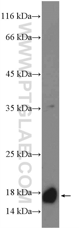 Western Blot (WB) analysis of NIH/3T3 cells using SURVIVIN Polyclonal antibody (10508-1-AP)