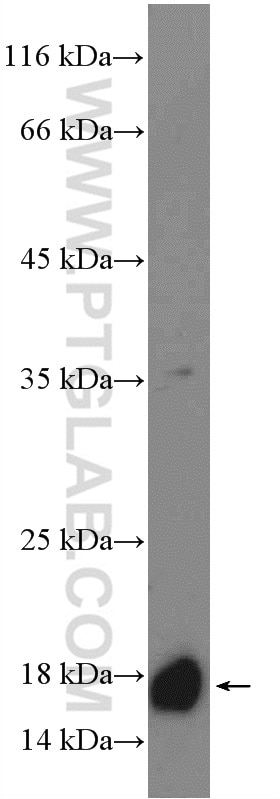 WB analysis of NIH/3T3 using 10508-1-AP