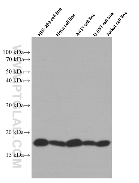 Western Blot (WB) analysis of various lysates using SURVIVIN Monoclonal antibody (66495-1-Ig)
