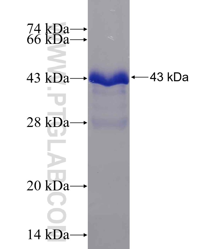 SURVIVIN fusion protein Ag0788 SDS-PAGE