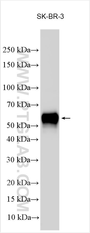 Western Blot (WB) analysis of various lysates using SUSD2 Polyclonal antibody (30711-1-AP)