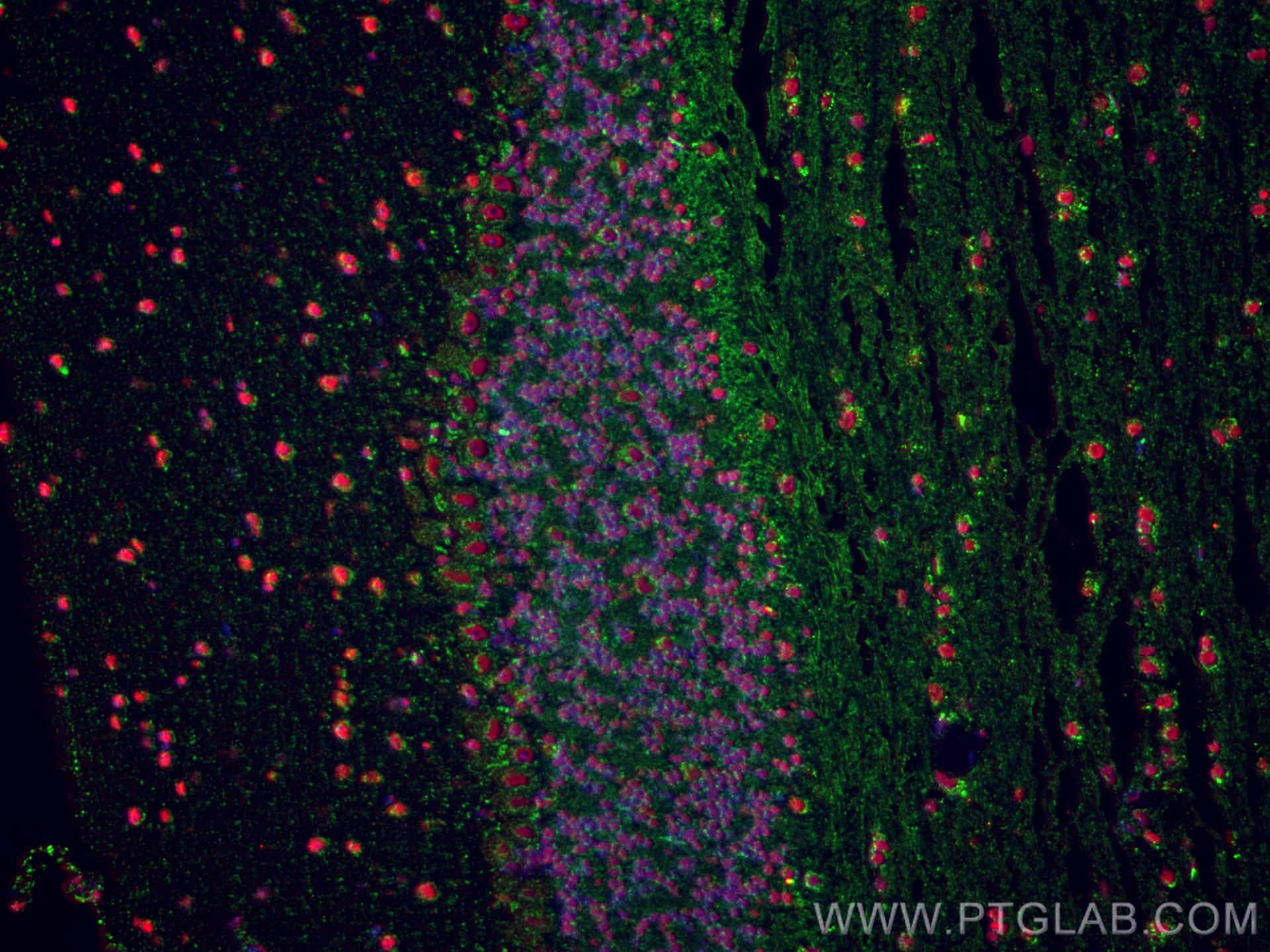 Immunofluorescence (IF) / fluorescent staining of mouse cerebellum tissue using SUSD4 Polyclonal antibody (26829-1-AP)
