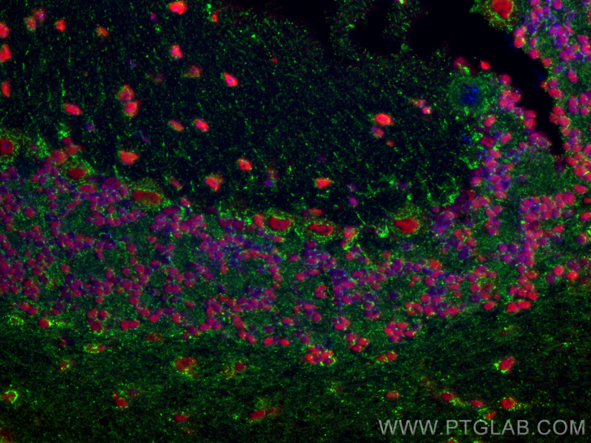 Immunofluorescence (IF) / fluorescent staining of mouse cerebellum tissue using SUSD4 Polyclonal antibody (26829-1-AP)