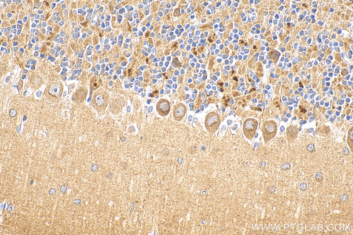 Immunohistochemistry (IHC) staining of mouse cerebellum tissue using SUSD4 Polyclonal antibody (26829-1-AP)