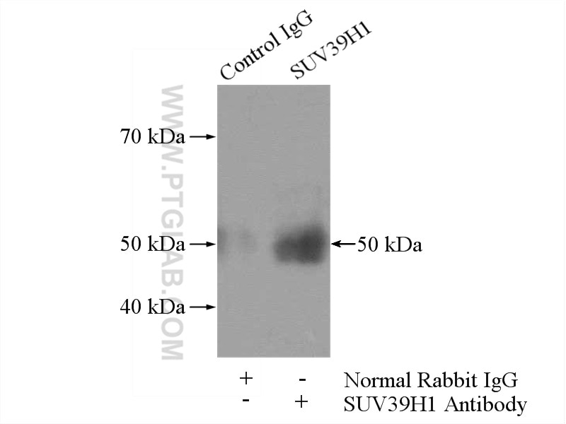 Immunoprecipitation (IP) experiment of HeLa cells using SUV39H1 Polyclonal antibody (10574-1-AP)