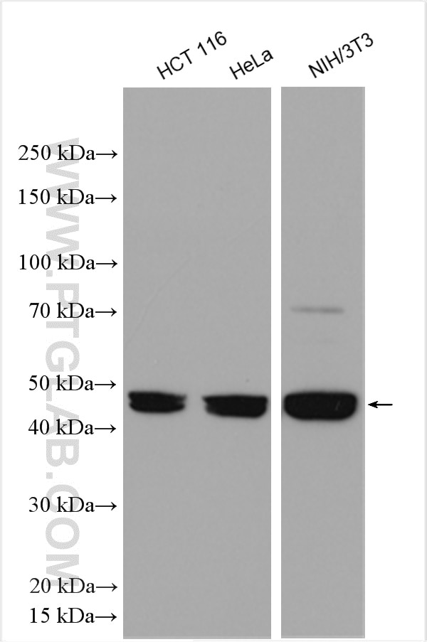 Western Blot (WB) analysis of various lysates using SUV39H1 Polyclonal antibody (10574-1-AP)
