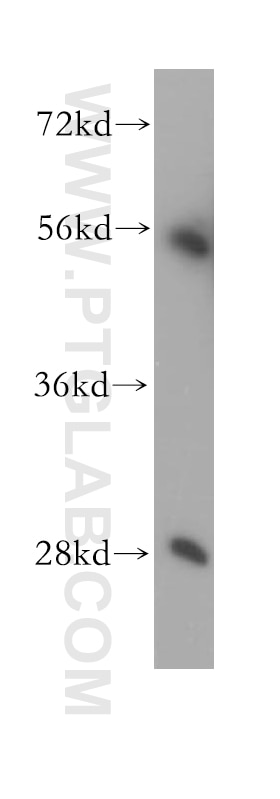 WB analysis of HEK-293 using 11338-1-AP