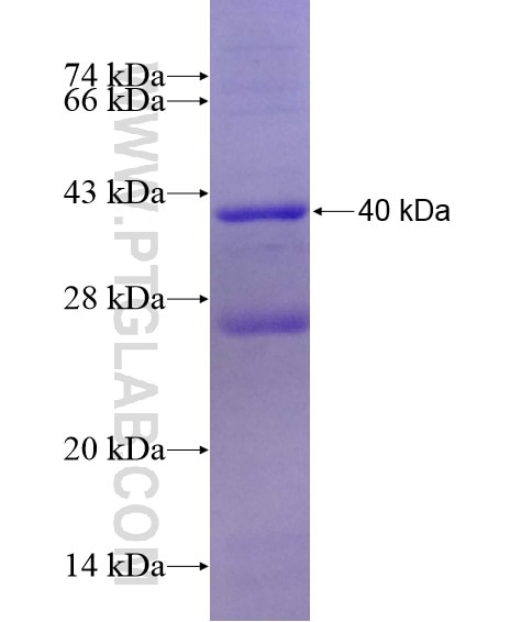 SV2A fusion protein Ag20574 SDS-PAGE