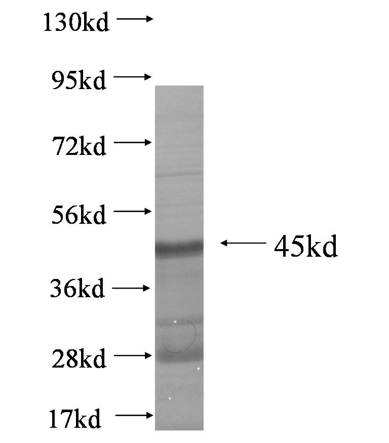 SV2B fusion protein Ag6137 SDS-PAGE