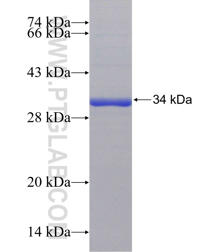 SV2C fusion protein Ag15745 SDS-PAGE