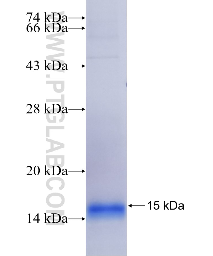 SV2C fusion protein Ag16730 SDS-PAGE