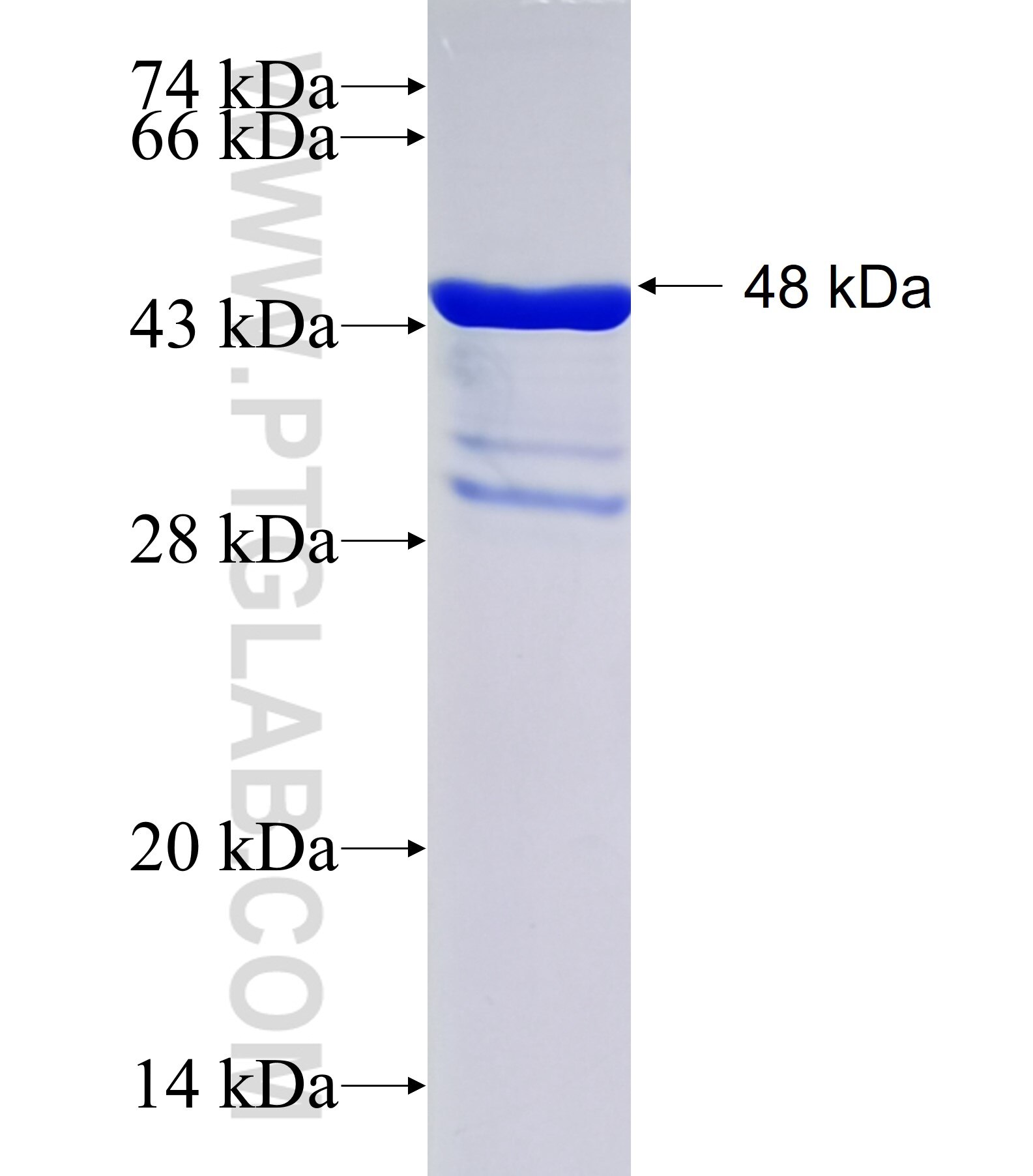 SVEP1 fusion protein Ag34316 SDS-PAGE