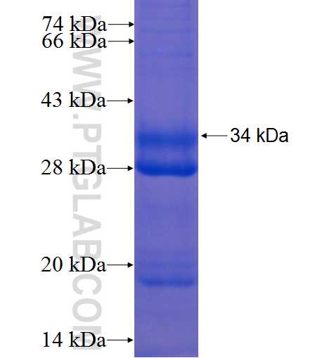 SVOP fusion protein Ag6134 SDS-PAGE