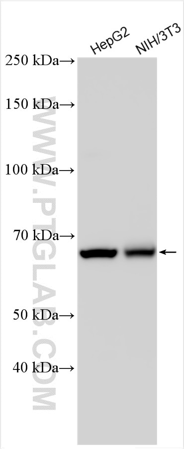 Western Blot (WB) analysis of various lysates using SWAP70 Polyclonal antibody (31042-1-AP)