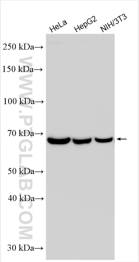 Western Blot (WB) analysis of various lysates using SWAP70 Polyclonal antibody (31042-1-AP)
