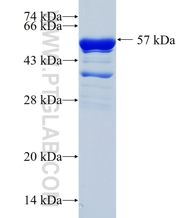 SWAP70 fusion protein Ag34855 SDS-PAGE