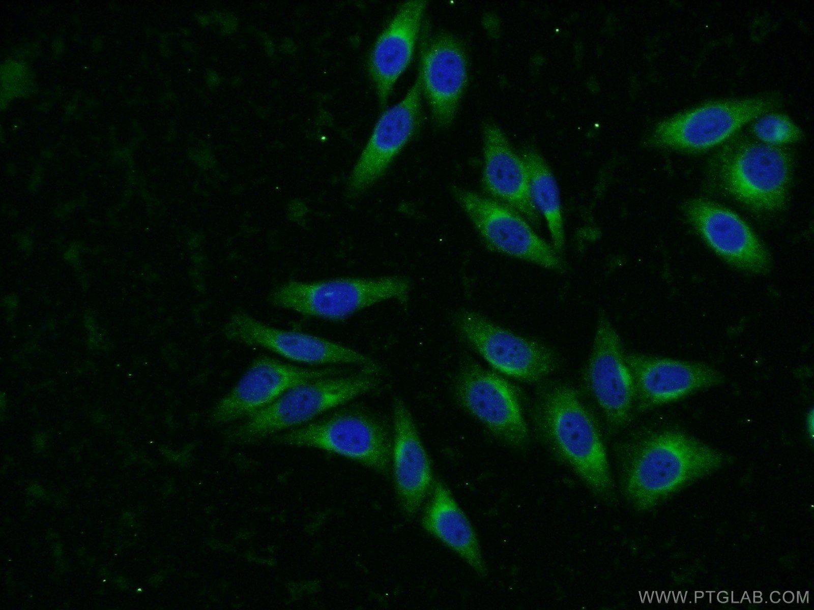 Immunofluorescence (IF) / fluorescent staining of HepG2 cells using SYAP1 Polyclonal antibody (16272-1-AP)
