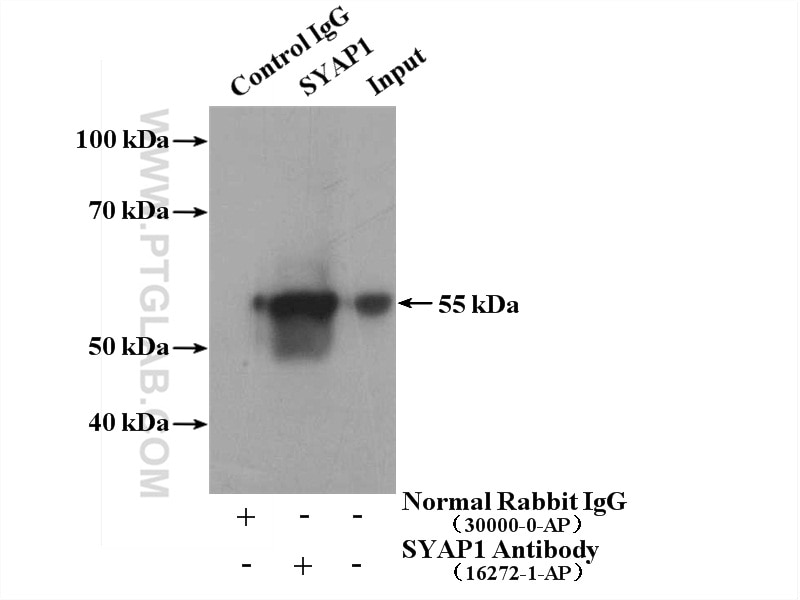 Immunoprecipitation (IP) experiment of L02 cells using SYAP1 Polyclonal antibody (16272-1-AP)