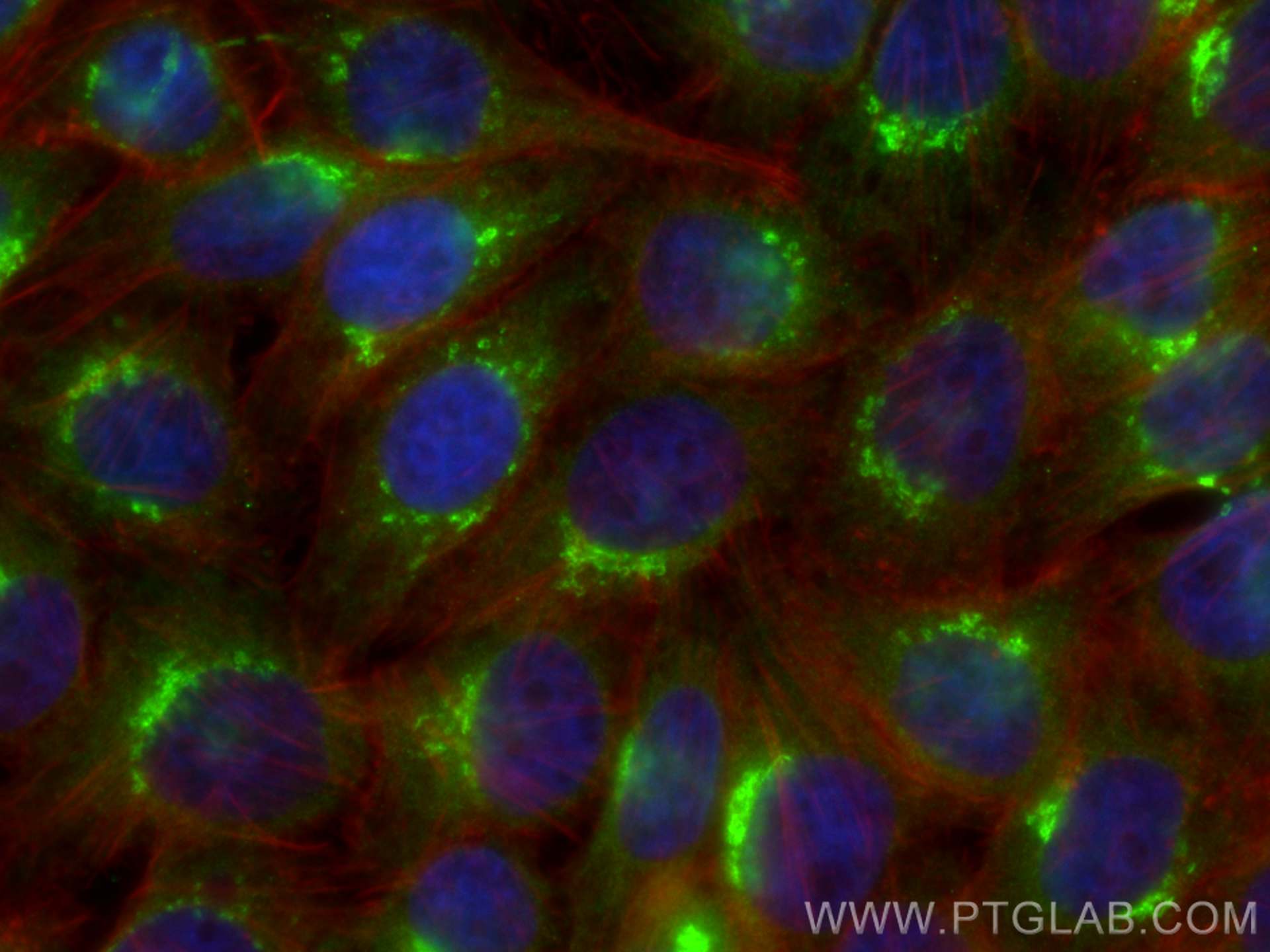 Immunofluorescence (IF) / fluorescent staining of HepG2 cells using SYAP1 Monoclonal antibody (68410-1-Ig)
