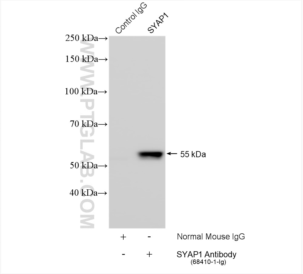 Immunoprecipitation (IP) experiment of L02 cells using SYAP1 Monoclonal antibody (68410-1-Ig)