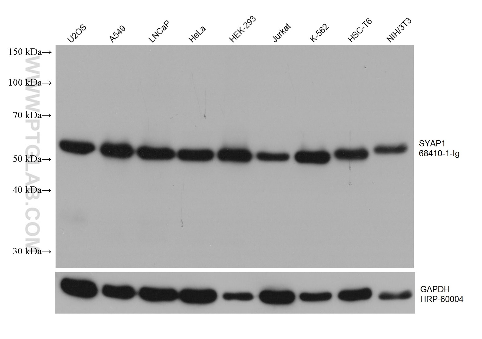 Western Blot (WB) analysis of various lysates using SYAP1 Monoclonal antibody (68410-1-Ig)