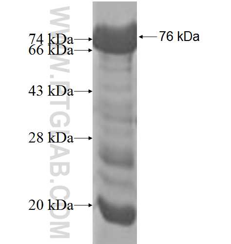 SYAP1 fusion protein Ag9342 SDS-PAGE